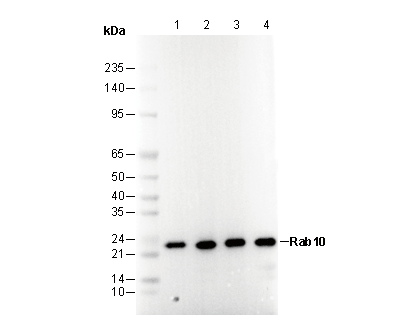 Rab10 Antibody