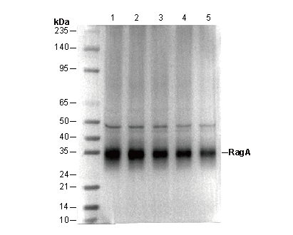 RagA Antibody