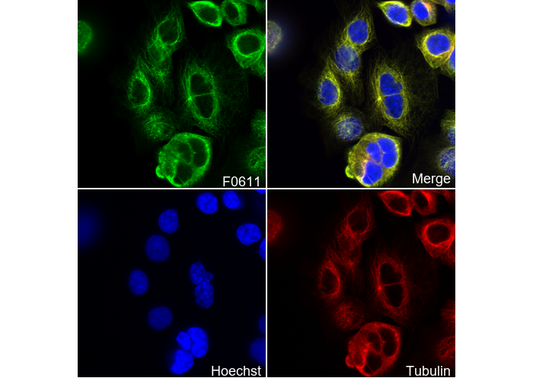 TRAIL Antibody