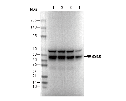 Wnt5a/b Antibody