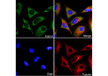 eIF4G Antibody