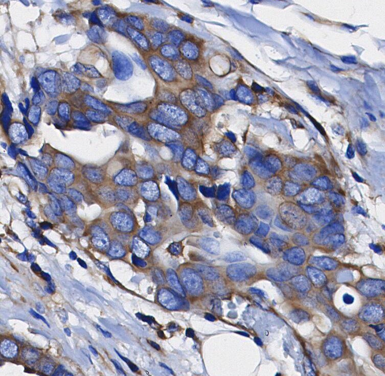 eIF4G Antibody