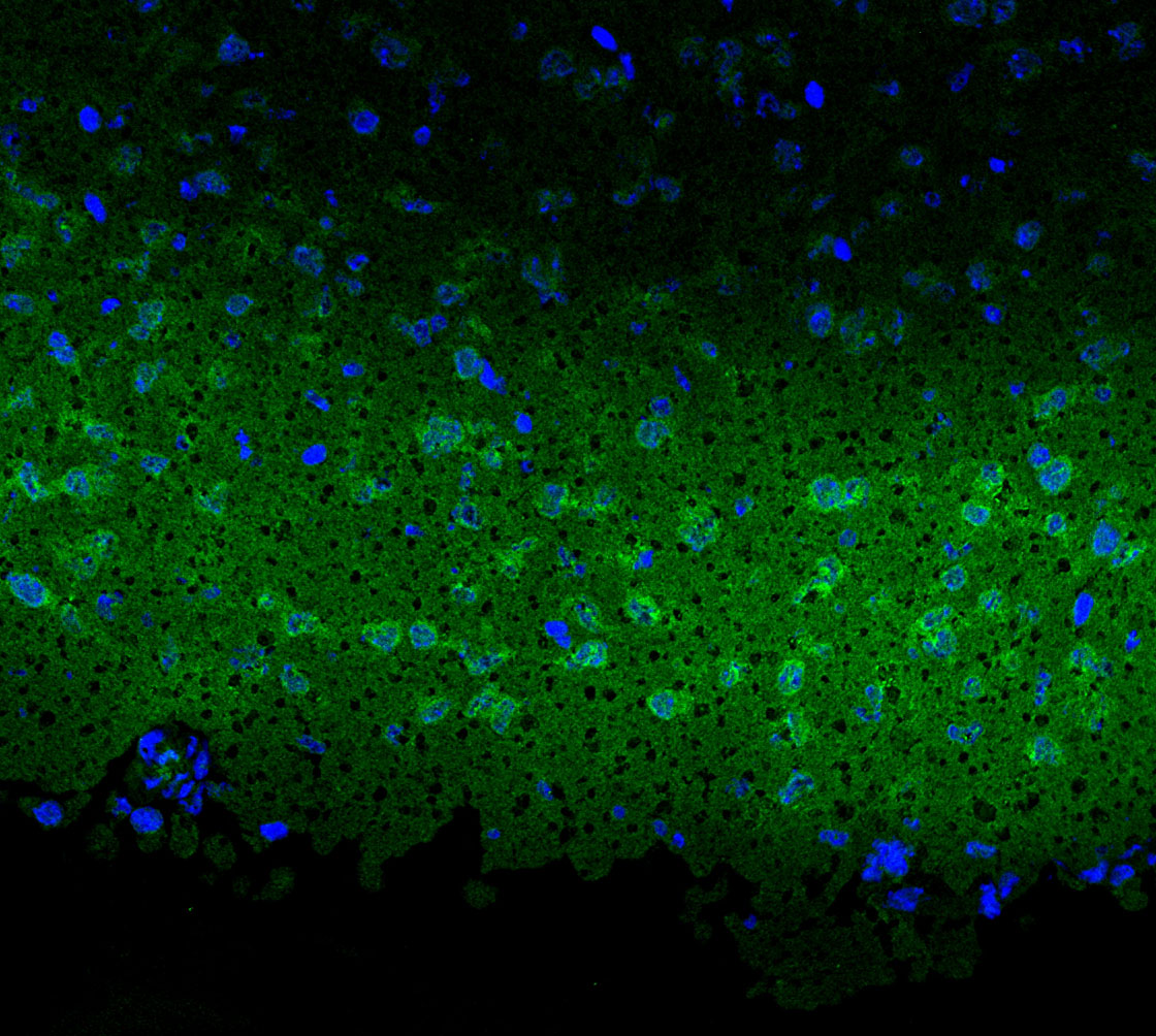nNOS Antibody