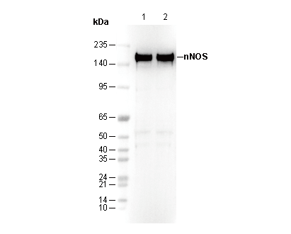 nNOS Antibody