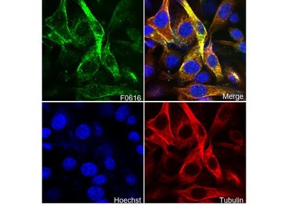 α Actinin Antibody
