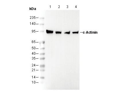 α Actinin Antibody