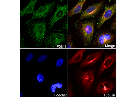APPL1 Antibody