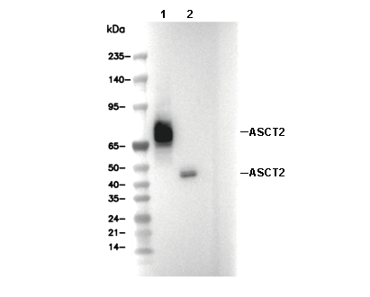ASCT2 Antibody