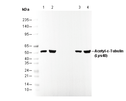 Acetyl-α-Tubulin (Lys40) Antibody