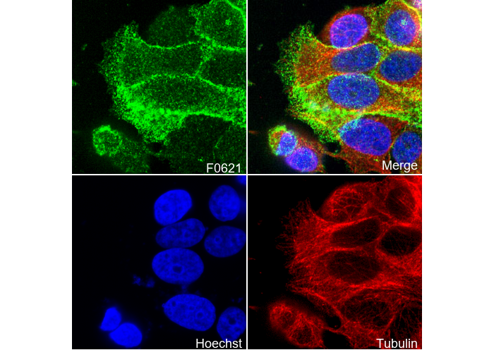 Annexin A2 Antibody