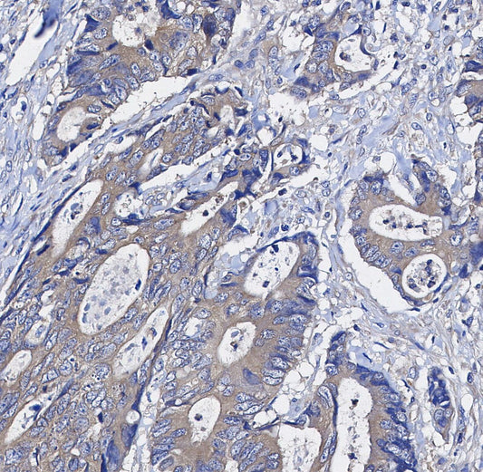 Argonaute 1 Antibody