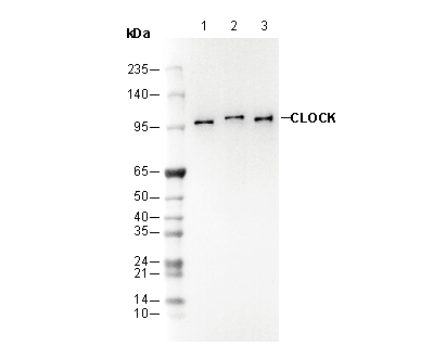 CLOCK Antibody