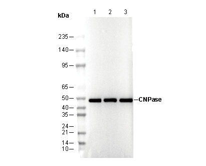CNPase Antibody