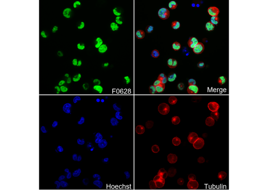 GATA-1 Antibody