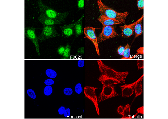 HAUSP Antibody