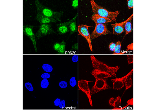HAUSP Antibody