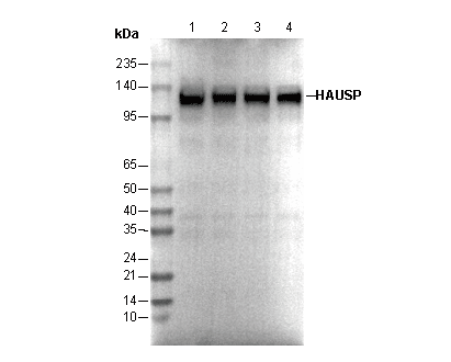 HAUSP Antibody
