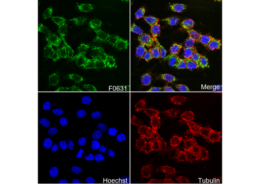 IKKε Antibody