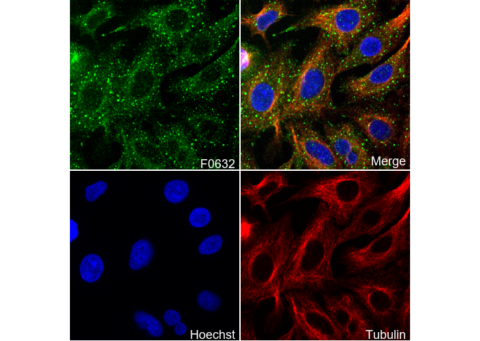 Integrin β5 Antibody