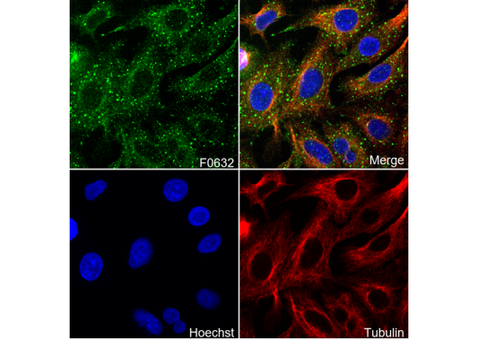 Integrin β5 Antibody