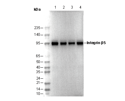 Integrin β5 Antibody
