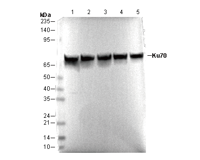 Ku70 Antibody
