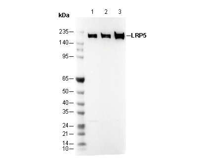 LRP5 Antibody