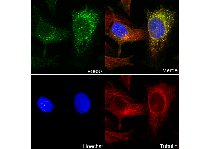 MARCKS Antibody
