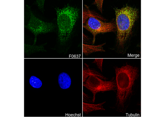 MARCKS Antibody