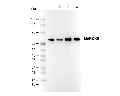 MARCKS Antibody