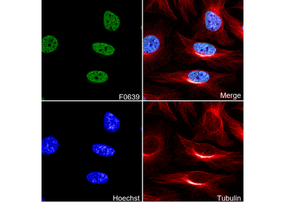 Histone H3 (mono methyl Lys4) Antibody