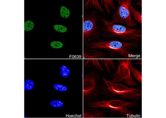 Histone H3 (mono methyl Lys4) Antibody