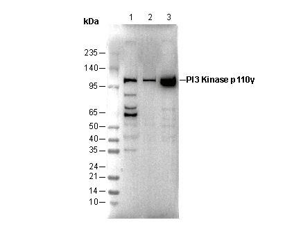 PI3 Kinase p110γ Antibody