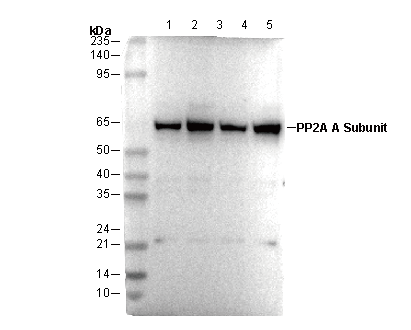 PP2A A Subunit Antibody