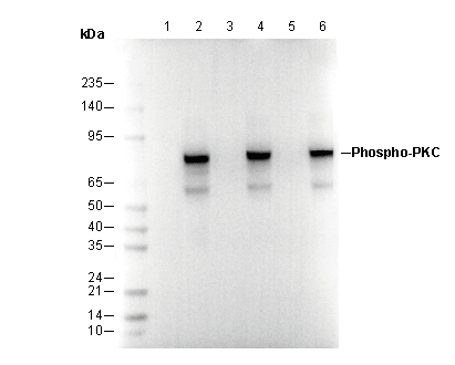 Phospho-PKC (pan) (ζ Thr410) Antibody