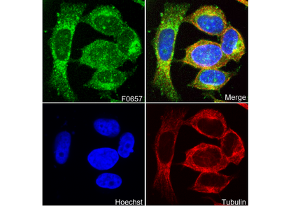 Rab8A Antibody