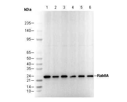 Rab8A Antibody