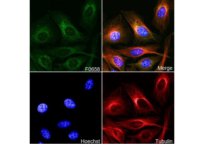 Rab9A Antibody