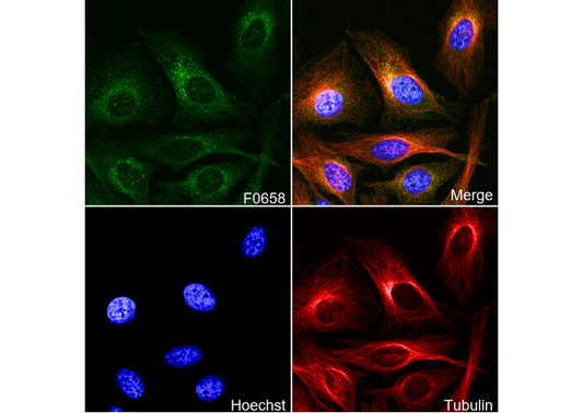 Rab9A Antibody