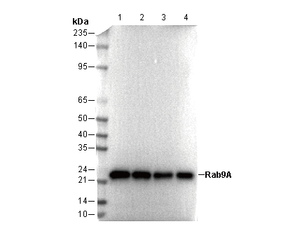 Rab9A Antibody