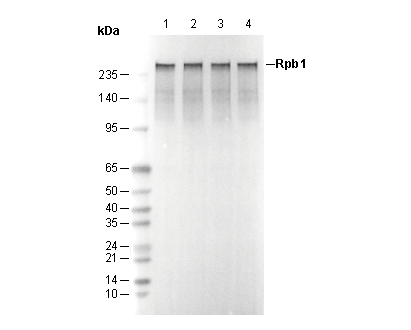Rpb1 CTD Antibody