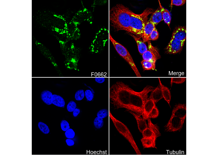 Syntaxin 6 Antibody