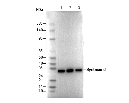 Syntaxin 6 Antibody