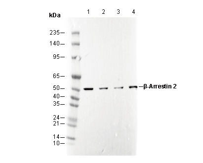 β-Arrestin 2 Antibody