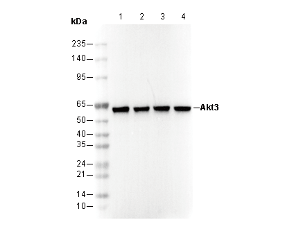 Akt3 Antibody
