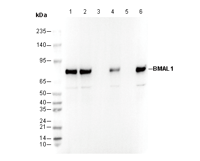 BMAL1 Antibody