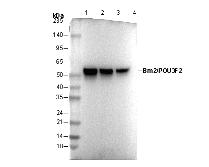Brn2/POU3F2 Antibody