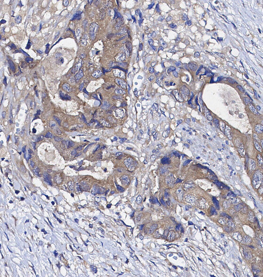 DEPTOR/DEPDC6 Antibody