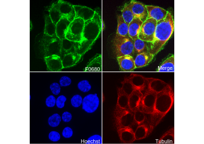 DR4 Antibody