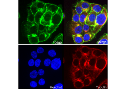 DR4 Antibody